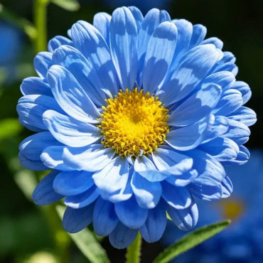 Blue Aster Seeds - Verdseeds