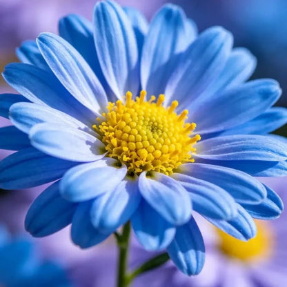Blue Aster Seeds - Verdseeds