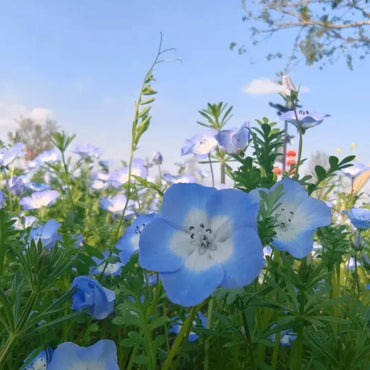 Blue Baby Blue Eyes Seeds - Verdseeds