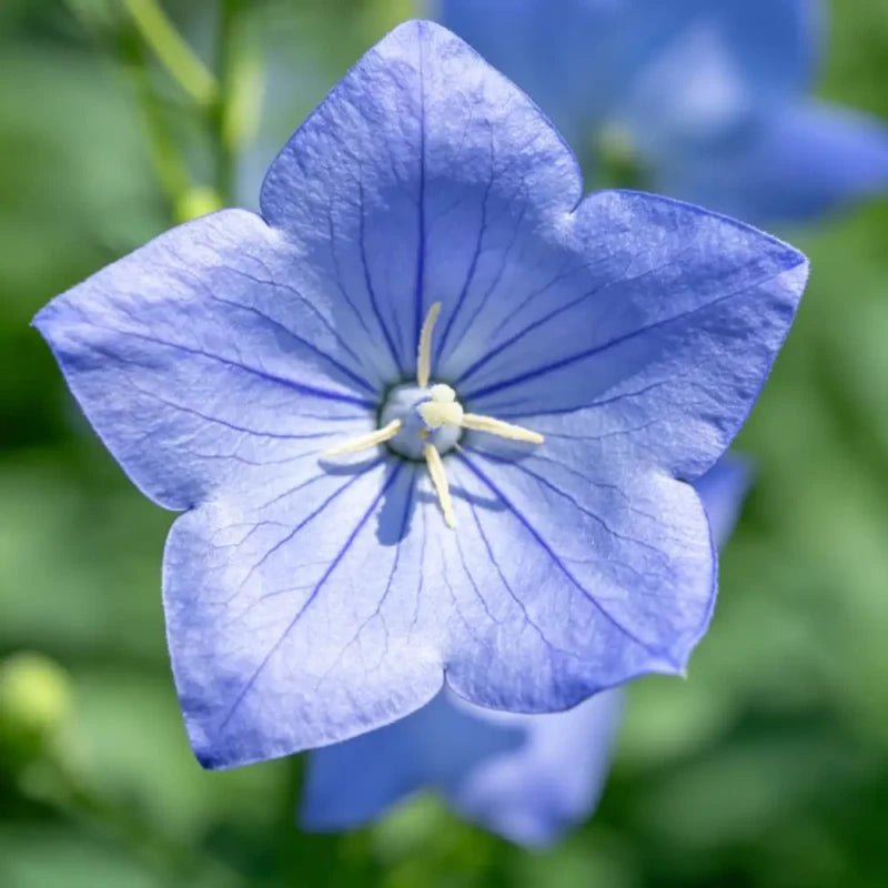 Blue Balloon Flower Seeds - Verdseeds