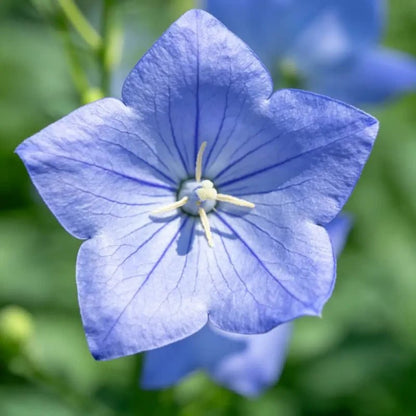 Blue Balloon Flower Seeds - Verdseeds