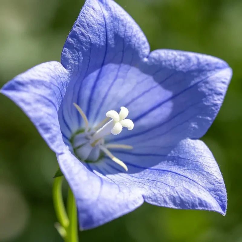 Blue Balloon Flower Seeds - Verdseeds