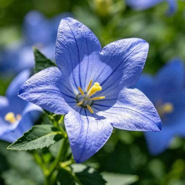 Blue Balloon Flower Seeds - Verdseeds