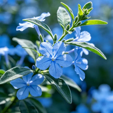 Blue Bluebeard Seeds - Verdseeds