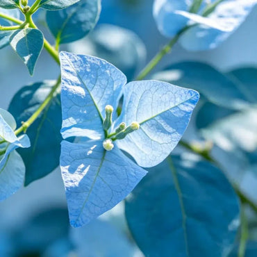 Blue Bluebeard Seeds - Verdseeds