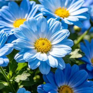Blue Brachyscome Seeds - Verdseeds