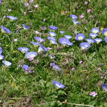Blue Convolvulus tricolor Seeds - Verdseeds
