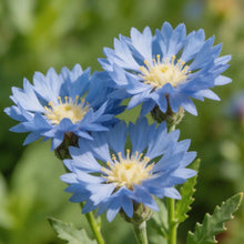 Blue Cornflower Seeds - Verdseeds
