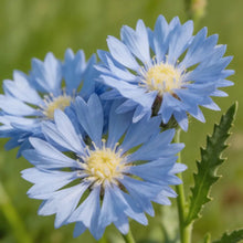 Blue Cornflower Seeds - Verdseeds