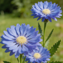 Blue Cornflower Seeds - Verdseeds