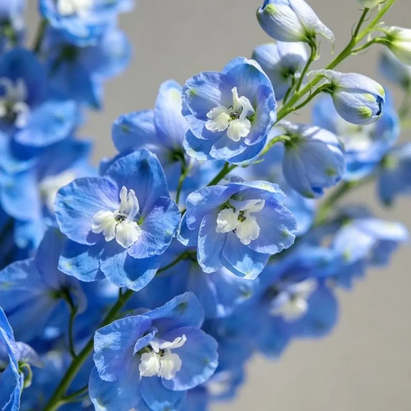 Blue Cut Flower Sweet Pea Seeds - Verdseeds
