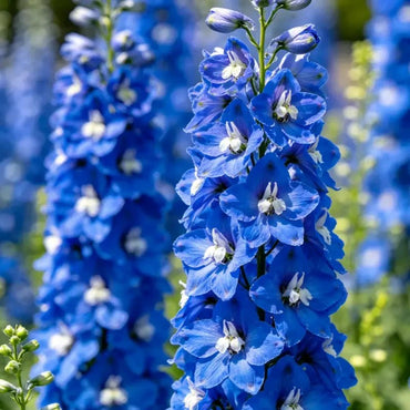Blue Delphinium Seeds - Verdseeds