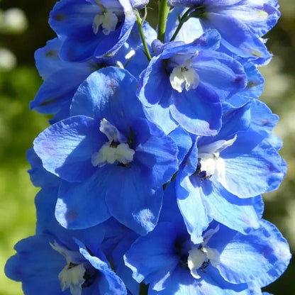 Blue Delphinium Seeds - Verdseeds