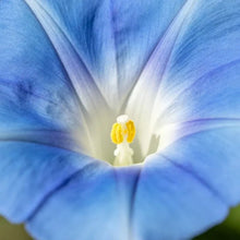 Blue Dwarf Morning Glory Seeds - Verdseeds