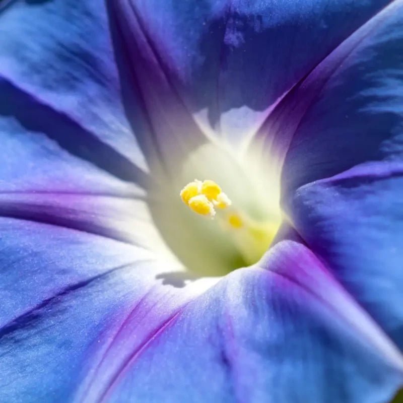Blue Dwarf Morning Glory Seeds - Verdseeds