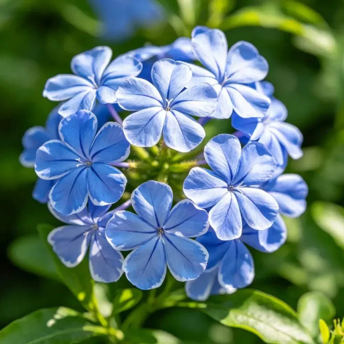 Blue Edging Lobelia Seeds - Verdseeds