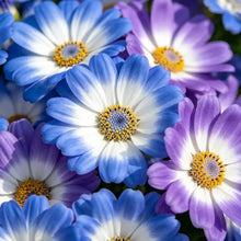 Blue - eyed Daisy(African Daisy) Seeds - Verdseeds