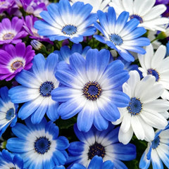 Blue - eyed Daisy(African Daisy) Seeds - Verdseeds