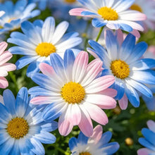 Blue - eyed Daisy(African Daisy) Seeds - Verdseeds