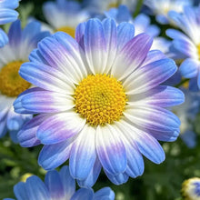 Blue - eyed Daisy(African Daisy) Seeds - Verdseeds
