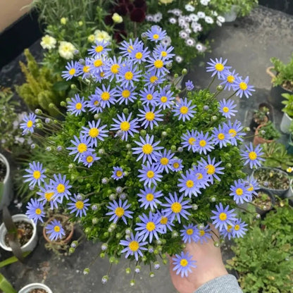 Blue Felicia Daisy Seeds - Verdseeds