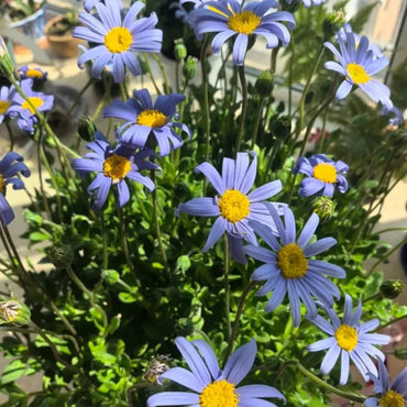 Blue Felicia Daisy Seeds - Verdseeds