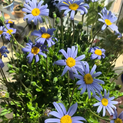 Blue Felicia Daisy Seeds - Verdseeds