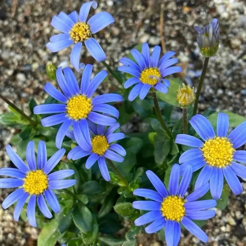 Blue Felicia Daisy Seeds - Verdseeds