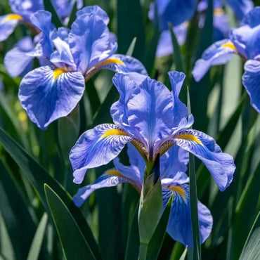 Blue German Iris Seeds - Verdseeds