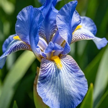 Blue German Iris Seeds - Verdseeds