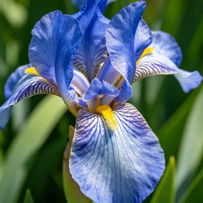 Blue German Iris Seeds - Verdseeds