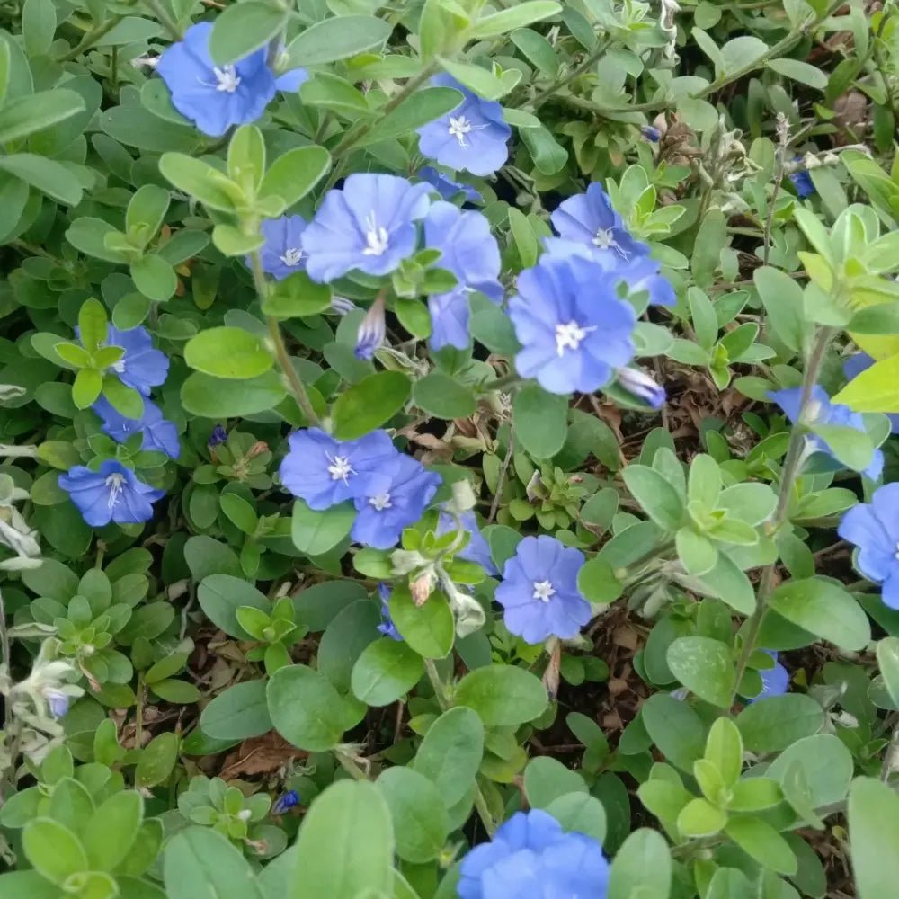 Blue Hybrid Petunia Seeds - Verdseeds