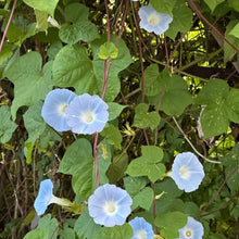Blue Large-Flowered Morning Glory Seeds - Verdseeds