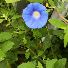 Blue Large-Flowered Morning Glory Seeds - Verdseeds