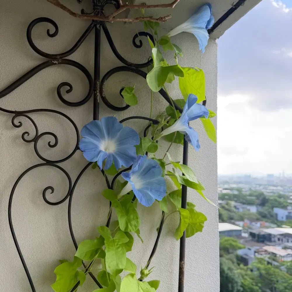Blue Large-Flowered Morning Glory Seeds - Verdseeds