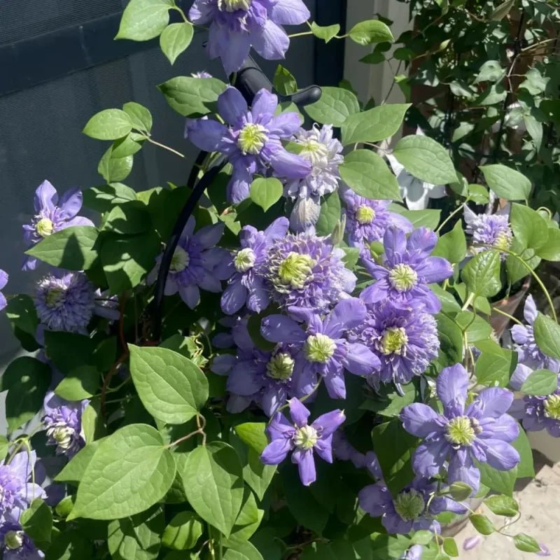 Blue Light Clematis Seeds - Verdseeds