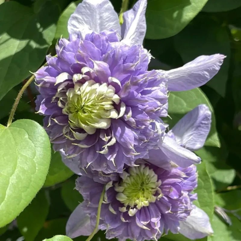 Blue Light Clematis Seeds - Verdseeds