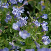 Blue Lobelia Seeds - Verdseeds