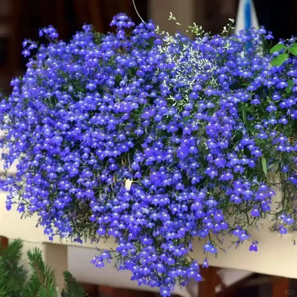 Blue Lobelia Seeds - Verdseeds