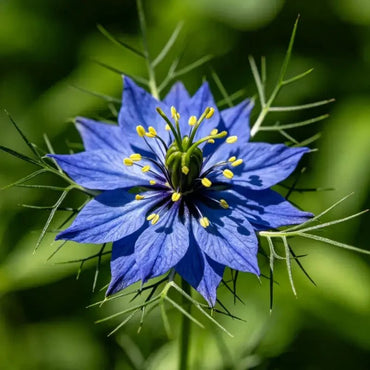 Blue Love - in - a - Mist Seeds - Verdseeds