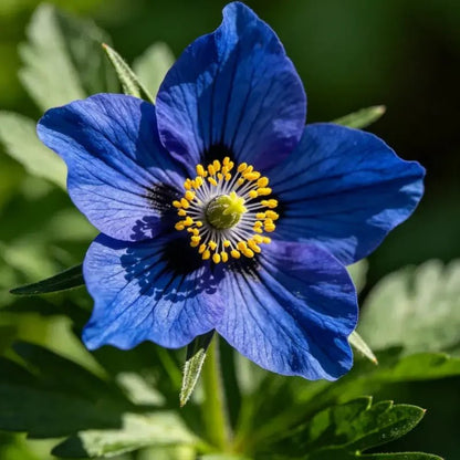 Blue Love - in - a - Mist Seeds - Verdseeds