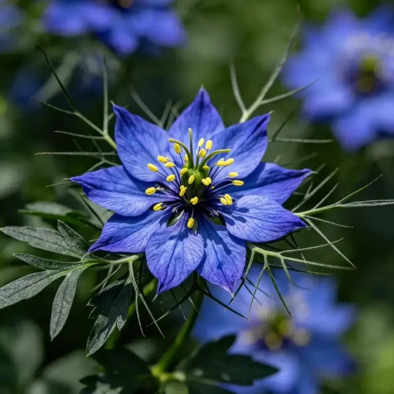 Blue Love - in - a - Mist Seeds - Verdseeds
