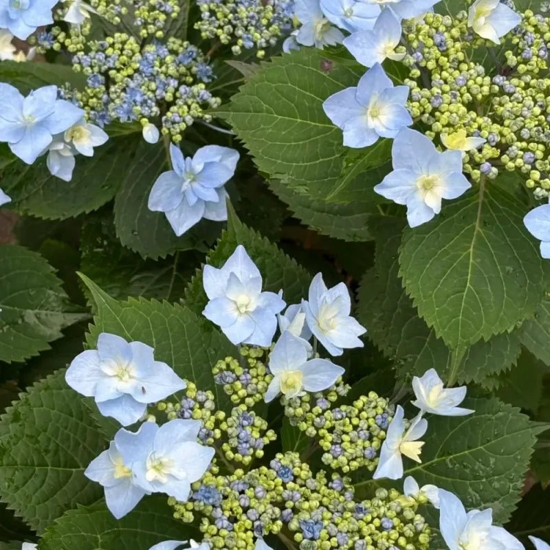 Blue Moonlight Butterfly Begonia Seeds - Verdseeds
