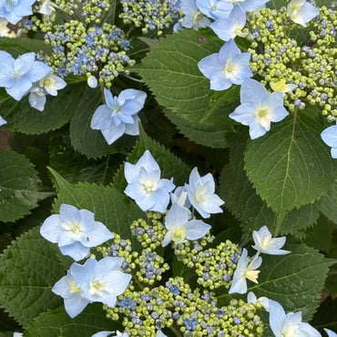 Blue Moonlight Butterfly Begonia Seeds - Verdseeds
