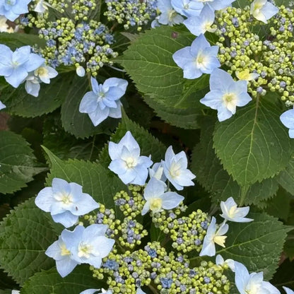 Blue Moonlight Butterfly Begonia Seeds - Verdseeds