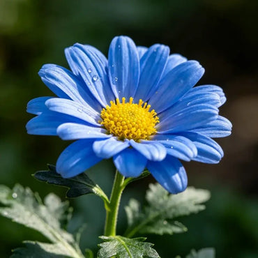 Blue New York Aster Seeds - Verdseeds
