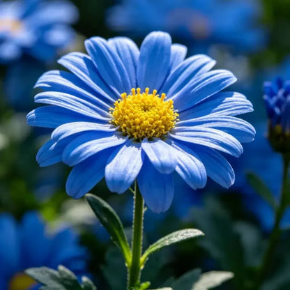 Blue New York Aster Seeds - Verdseeds
