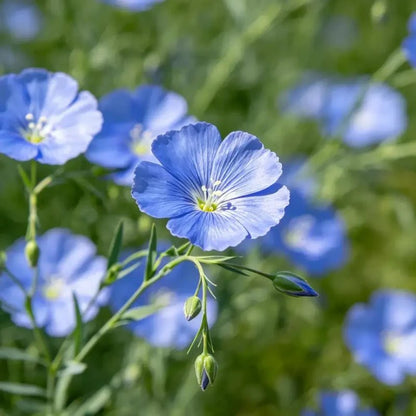 Blue Perennial Flax Seeds - Verdseeds