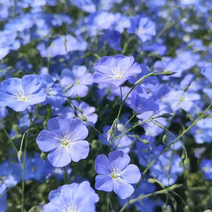 Blue Perennial Flax Seeds - Verdseeds