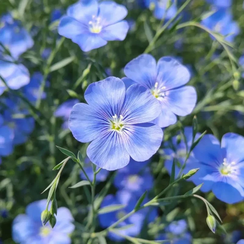 Blue Perennial Flax Seeds - Verdseeds
